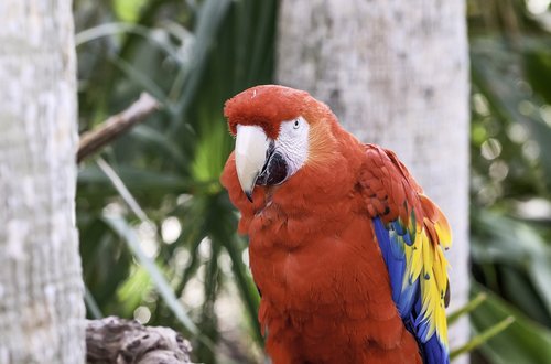 bird  parrot  red