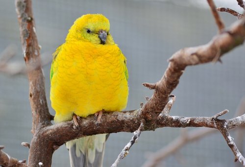 bird  parakeet  cute