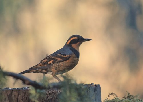 bird  varied thrush  birding