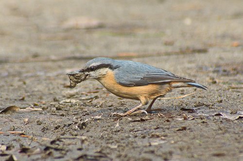 bird  nuthatch  nature