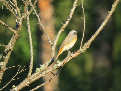 bird  branch  nature