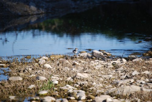 bird  river  rocks