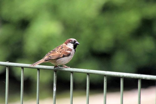 bird  fence  sparrow