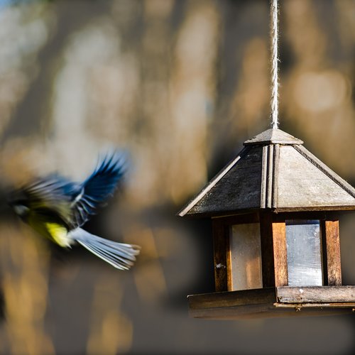 bird  tit  blue