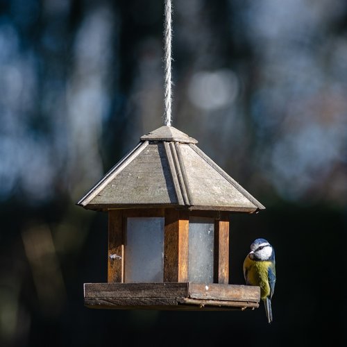 bird  tit  blue