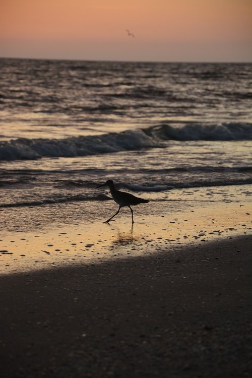 bird  seagull  beach