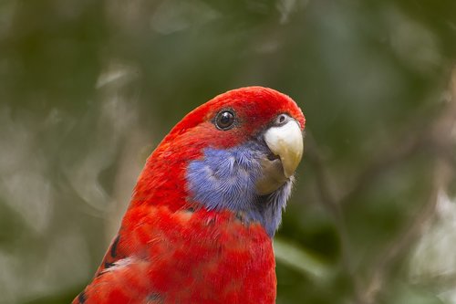bird  australia  naturaleza