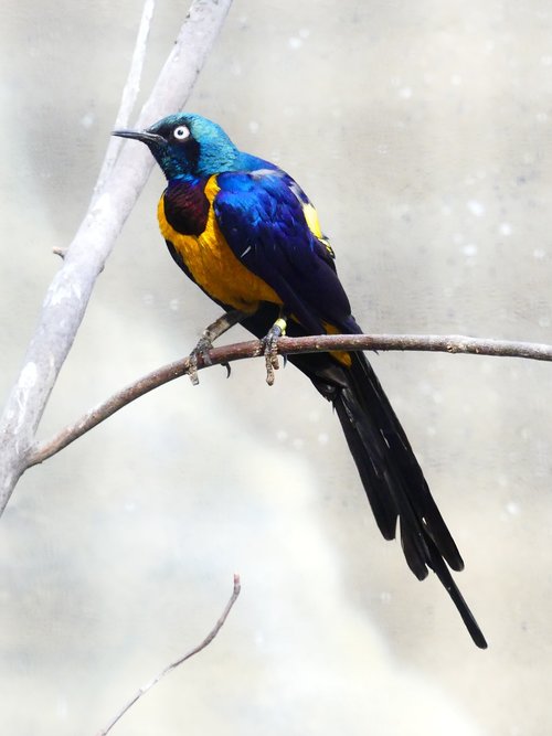 bird  colorful  nature