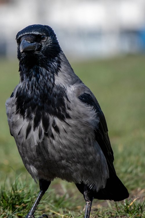 bird  bill  crow