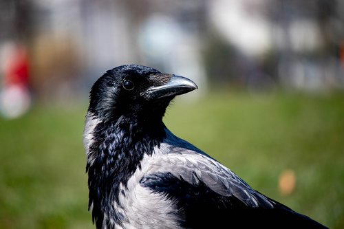 bird  bill  crow
