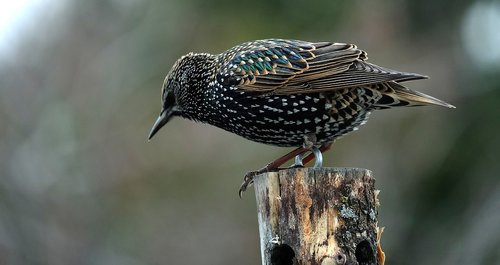 bird  nature  plumage