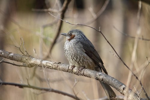 bird  winter  new