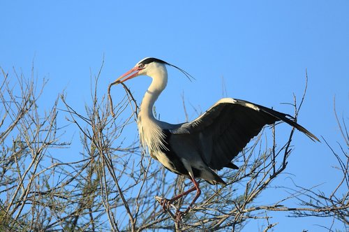 bird  wader  beak