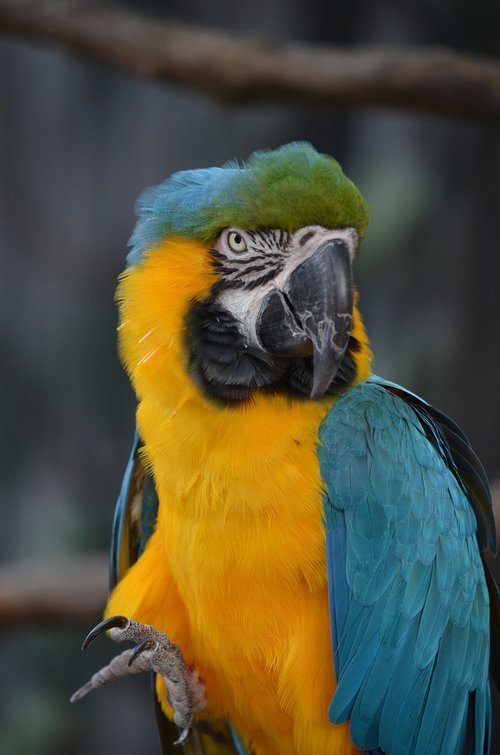 bird  macaw  parrot