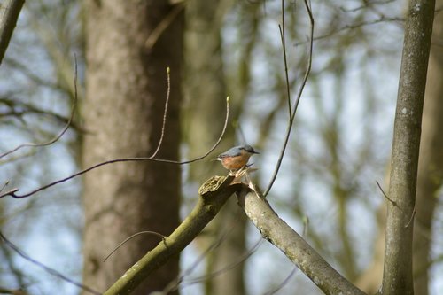 bird  sunshine  forest