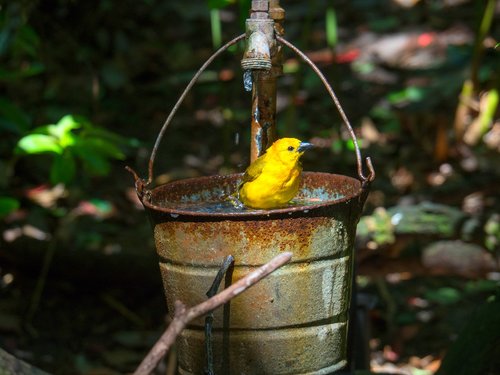 bird  bath  water