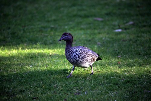 bird  nature  animal