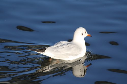 bird  animal  gull