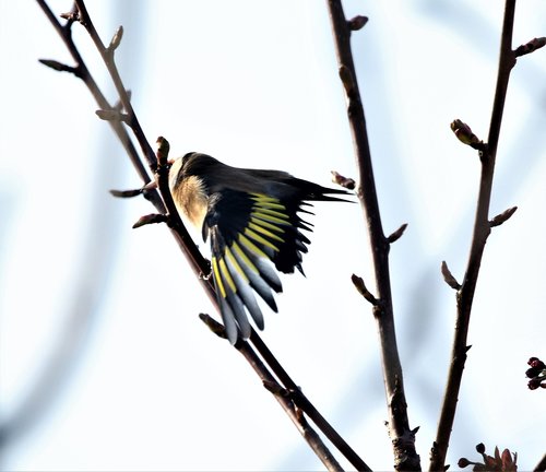 bird  goldfinch  colourful