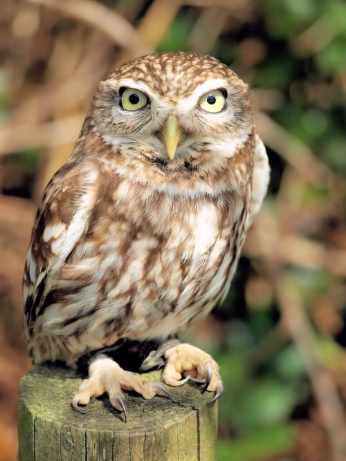 bird  owl  plumage