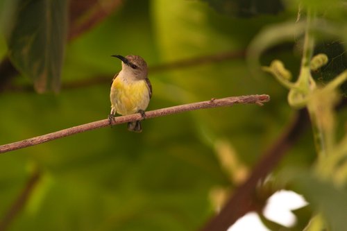 bird  sparrow  green