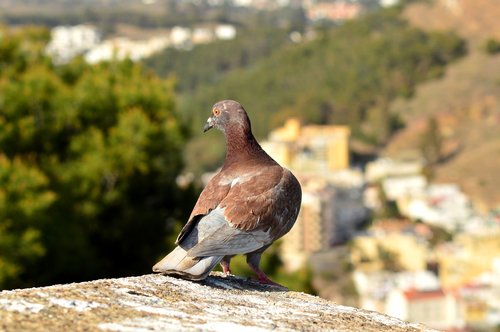 bird  pigeon  nature