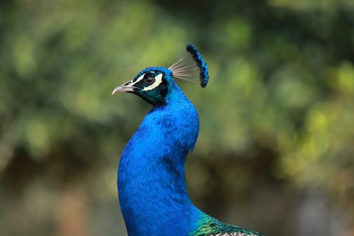 bird  peacock  blue