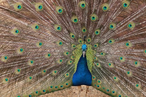 bird  peacock  feathers