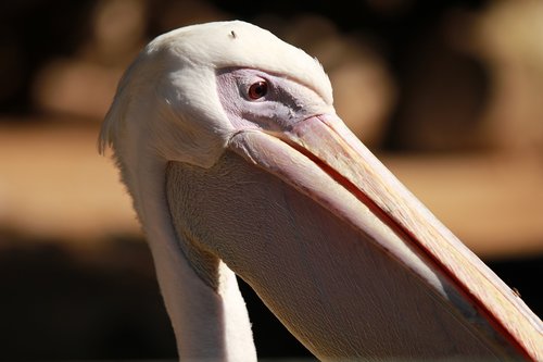 bird  pelican  wildlife