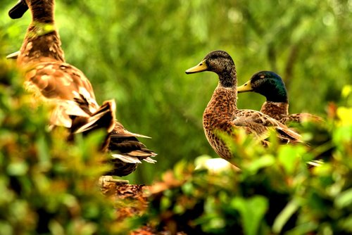 bird  duck  animal