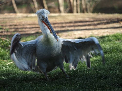 bird  pelican  whites