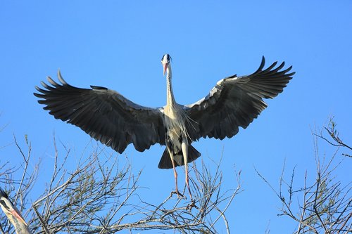 bird  flight  pen