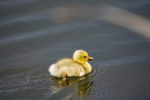 bird  duck  little
