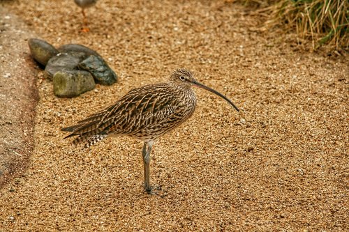 bird  vogel  zoo