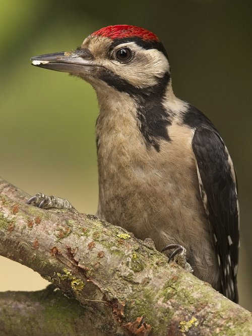 bird  great spotted woodpecker  woodpecker