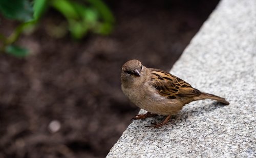 bird  house sparrow  animal