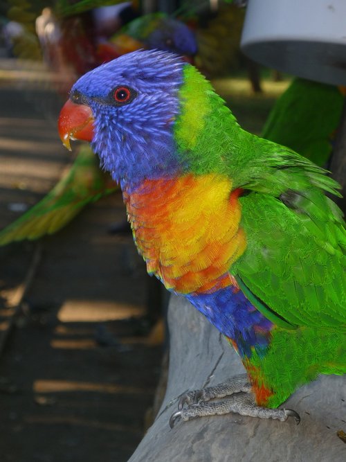 bird  parrot  parakeet