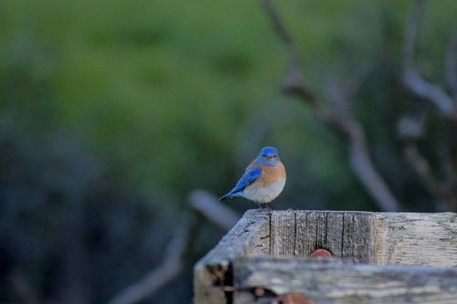 bird  blue  feather