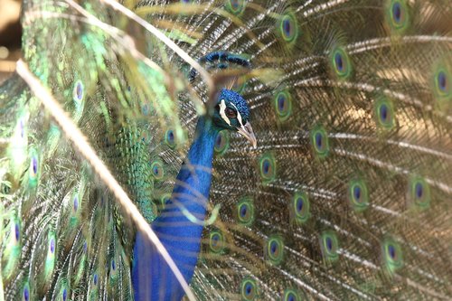bird  peacock  feathers