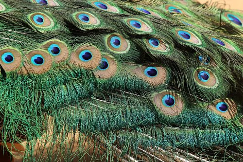 bird  peacock  tail