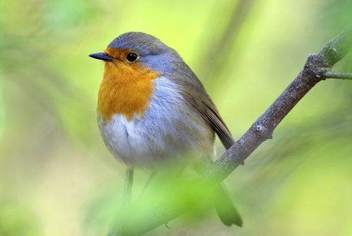 bird  robin  garden