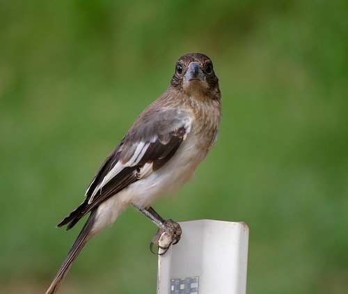 bird  pied butcherbird  butcherbird