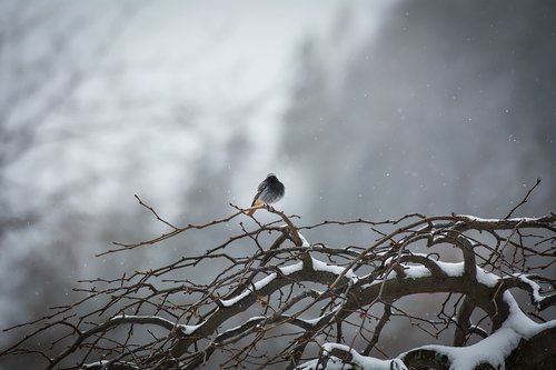 bird  tree  winter
