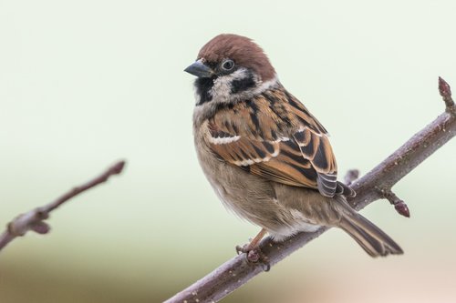 bird  the garden  animal