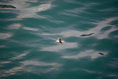 bird  seagull  sea