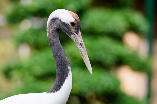 bird  animal  zoo