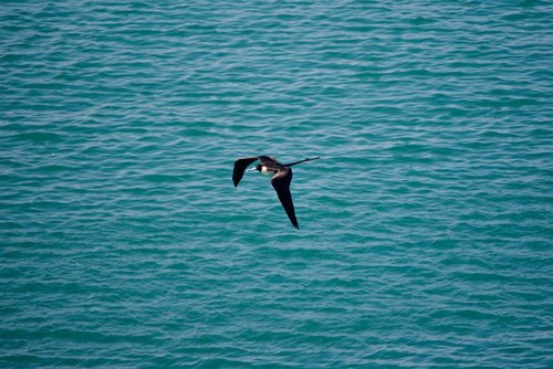 bird  ocean  sea