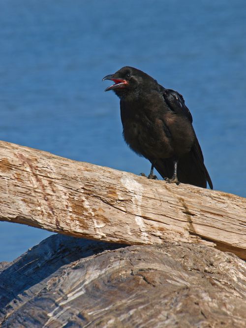 bird crow black