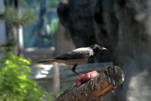 bird  crow  zoo