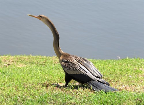 bird  tropical bird  tropical